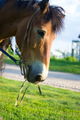 
portrait of a domestic horse. a horse's head is chestnut-colored