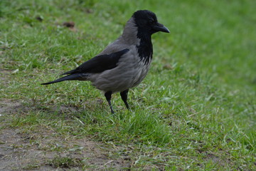 crow