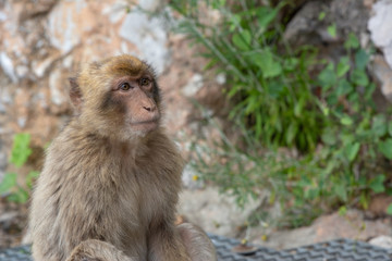 Young Barbary Macaque Gibraltar