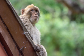 Young Barbary Macaque on rooftop, left frame looking right, bokeh background