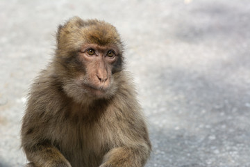 Young Barbary Macaque, left of frame looking right