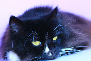 Feline muzzle lying and sleeping. Cat close up