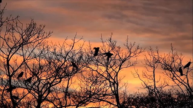 crows on tree at sunset
