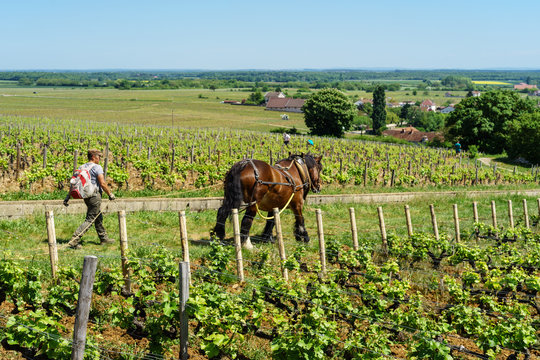 F, Burgund, Departement C&ocirc;te d'Or, Vougeot, &ouml;kologische Arbeit in den Weinbergen mit Pferden (Ardenner) bei Clos de Vougeot