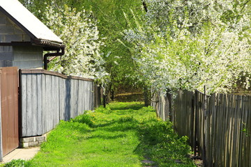 Path covered with green grass in village. Small cozy street in countryside in spring