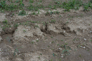 soil erosion on a field - the result of torrential rain