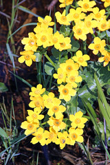 Caltha palustris growing in swamp closeup. Spring flowers. Marsh Marigold flowers