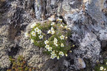 Tufted alpine saxifrage ( Nor:Tuesildre) - Saxifraga cespitosa in Troms county Norway