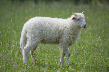 Obraz premium a cute little lamb on a spring meadow