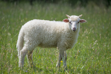 Obraz na płótnie Canvas a cute little lamb - close up