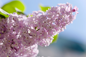 Close up of a blooming lilac. Macro shot of a spring light purple flowers. Shallow depth-of-field