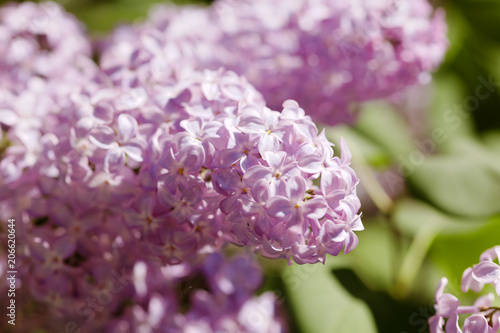 Close Up Of A Blooming Lilac Macro Shot Of A Spring Light