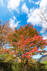 Naklejka premium Autumn trees on a background of blue sky, Hanoke, Japan. Vertical. Copy space for text.