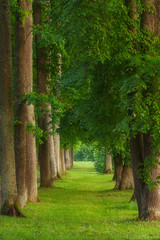 magic tree alley