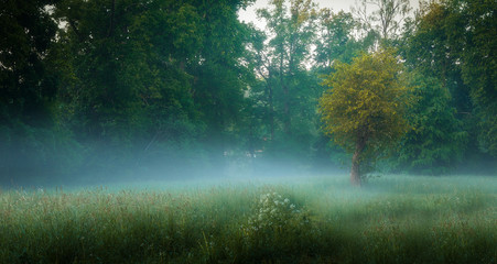 Fototapeta premium misty morning