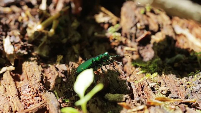 Macro view of an interesting six spotted tiger beetle. Tiny green metallic insect. Bugs in the wild.