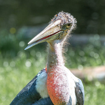 Afrikanischer Marabu (Leptoptilos crumeniferus)