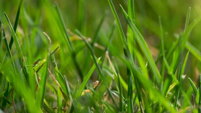 Bermuda grass growing time lapse macro from low angle view with no people
