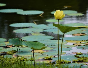 Water lily, flowers, floriida
