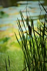 Water lily, flowers, floriida