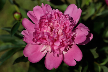 Fototapeta premium Pink peony (paeony) flower in the spring garden