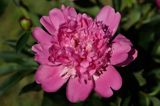 Pink peony (paeony) flower in the spring garden
