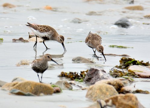 Bécasseaux variables sur une plage de Bretagne