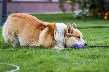 Male pembroke  Welsh corgi dog closeup, outdoor.