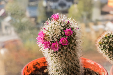 Natural light shot of blossom cactus flower.