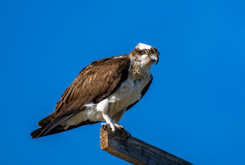 A Majestic Osprey Perched Along the River Looking for Fish