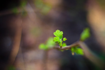 First green springleaves. Nature background
