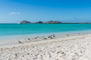 Birds at the Francisqui island in los Roques Archipelago