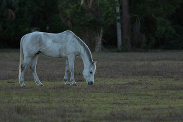 Naklejka na ściany i meble white horse grazing