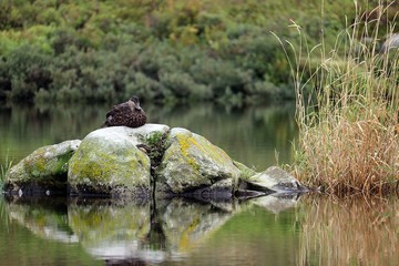 Duck at a stone