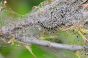 Chenille processionnaire dans sa toile
