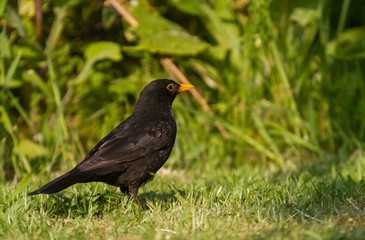 Male Black Bird 
