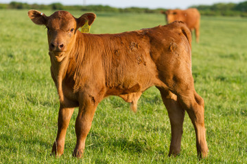 Isolated young Brown Calve