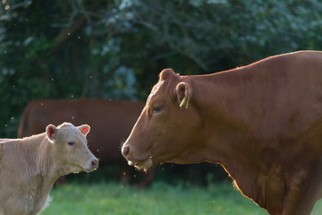 Mother Cow and Baby Calf
