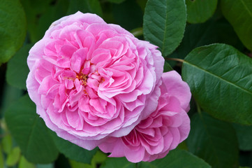ROSA 'GERTRUDE JEKYLL'