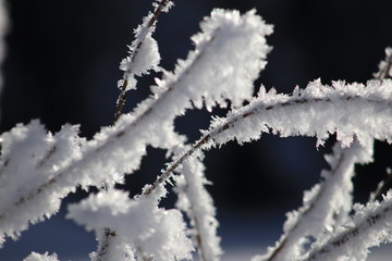 Snowflakes on plants