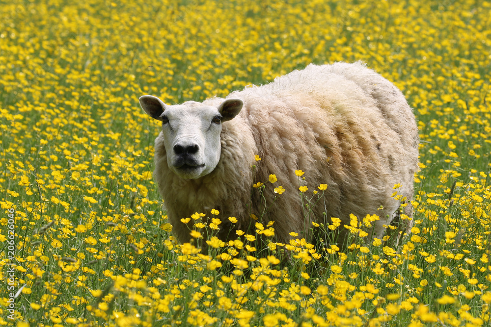 Poster sheep in a field of daisies