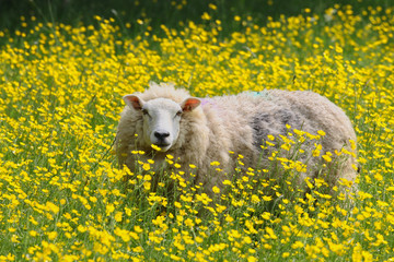 Sheep in a field of daisies - 206626035
