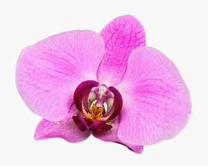 Naklejka na ściany i meble Pink orchid flower on white background isolate