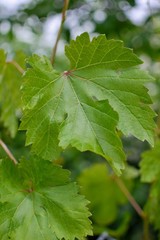 Grape Leaf Closeup