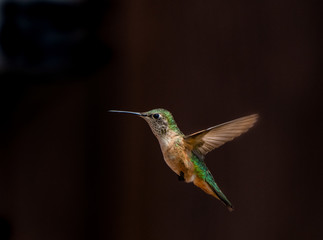 Obraz premium A Female Broad-tailed Hummingbird in Flight