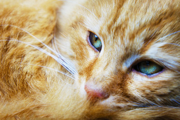 Fototapeta premium cat's ginger face