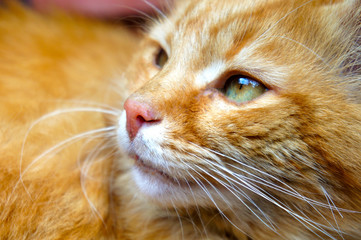 cat's ginger face