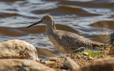 A Willet Searching for Food Along the Shoreline