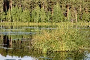 an island of grass in a forest lake