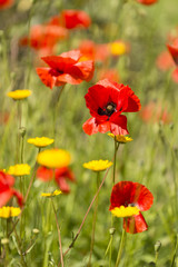 Red poppy flowers in Summer.